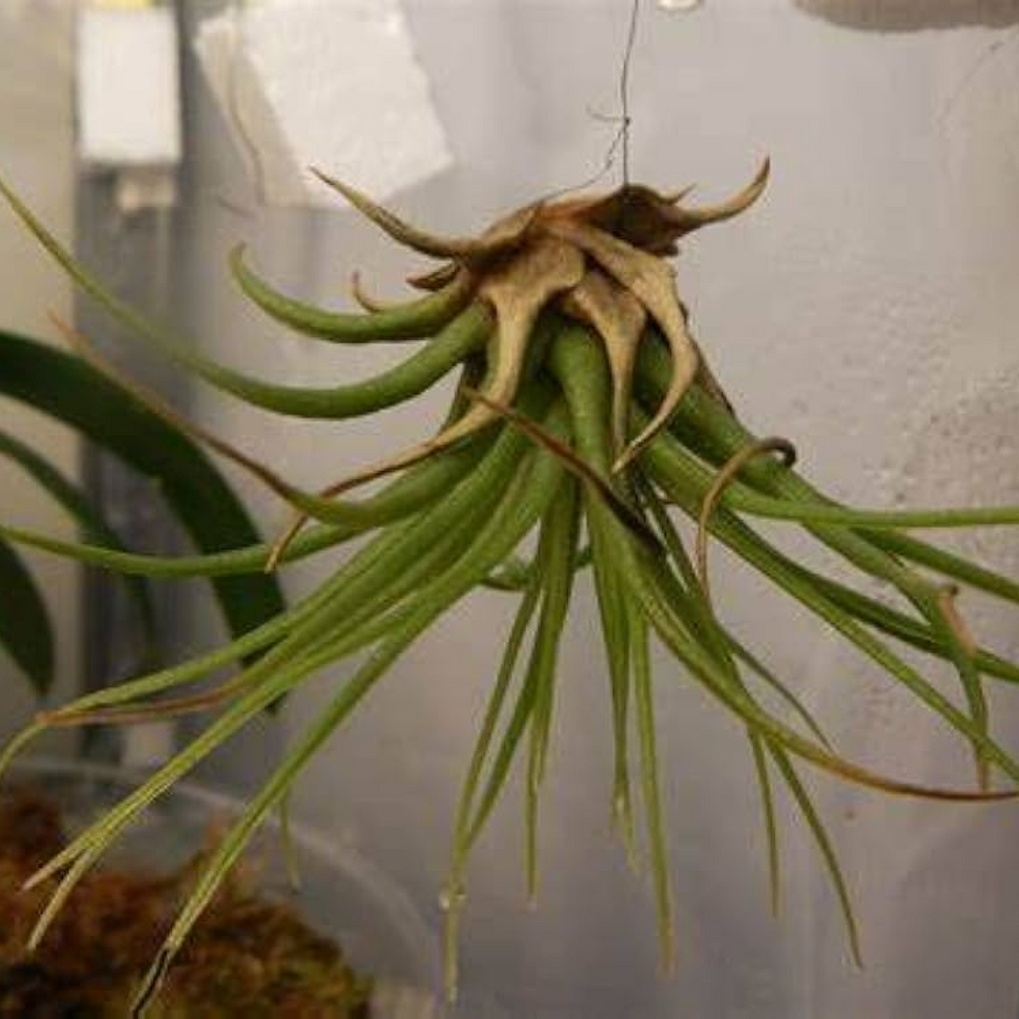Mothers Bloom Air Plant