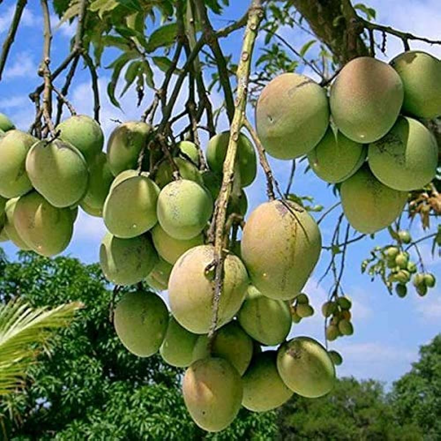Mango Tree (Sindhu, Grafted, Seedless) - Plant