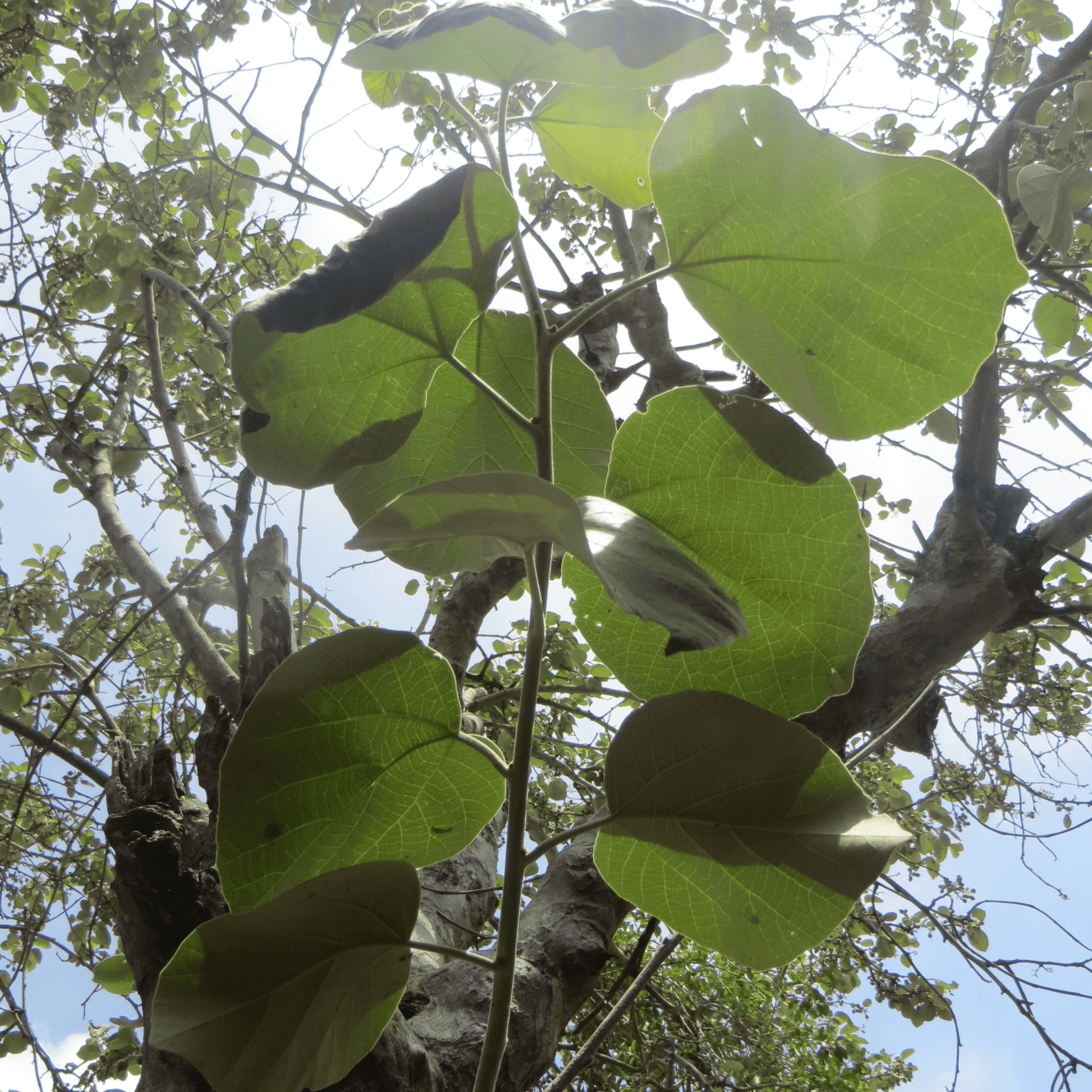 Cordia Wallichii Plants