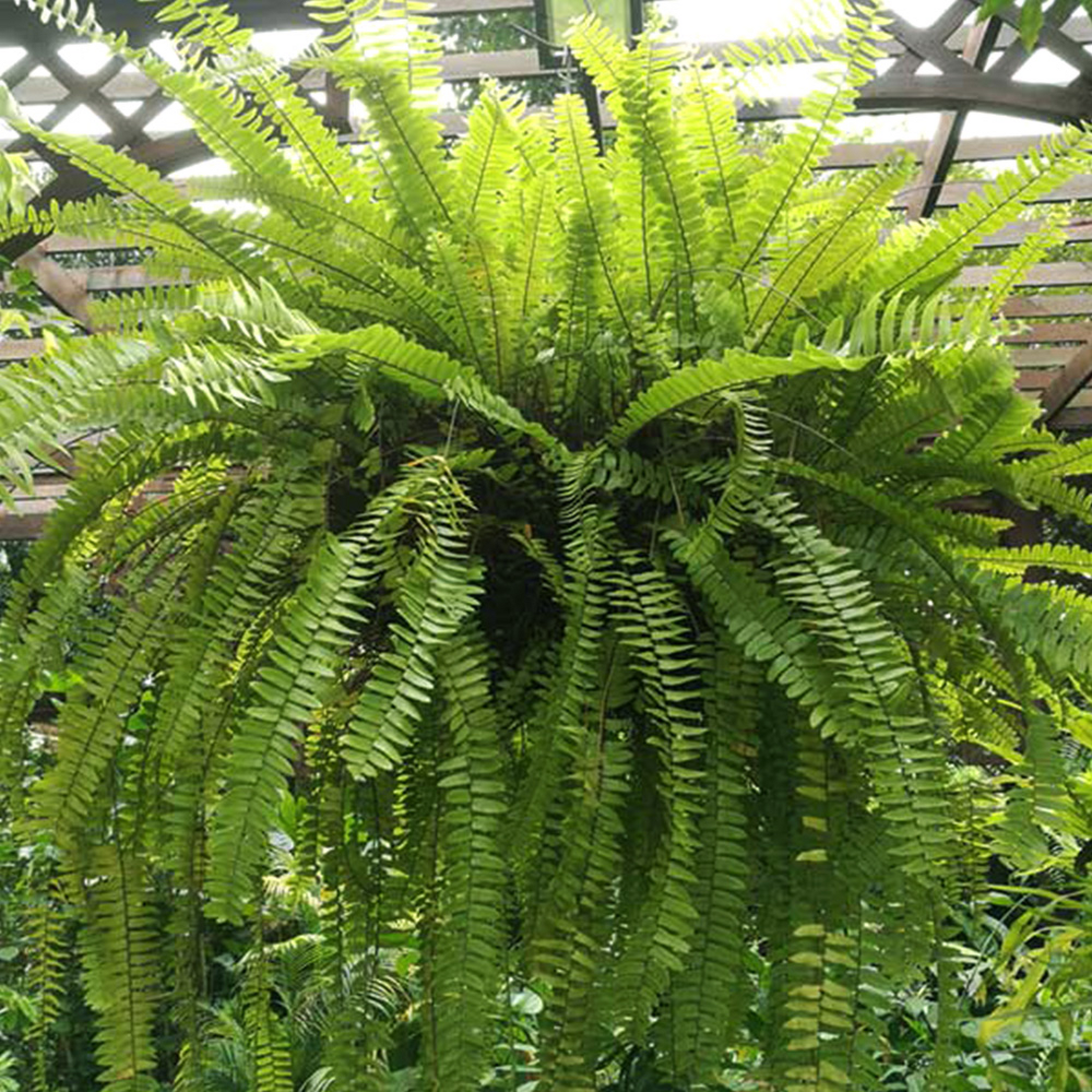 Nephrolepis exaltata (Green) Fern Plant