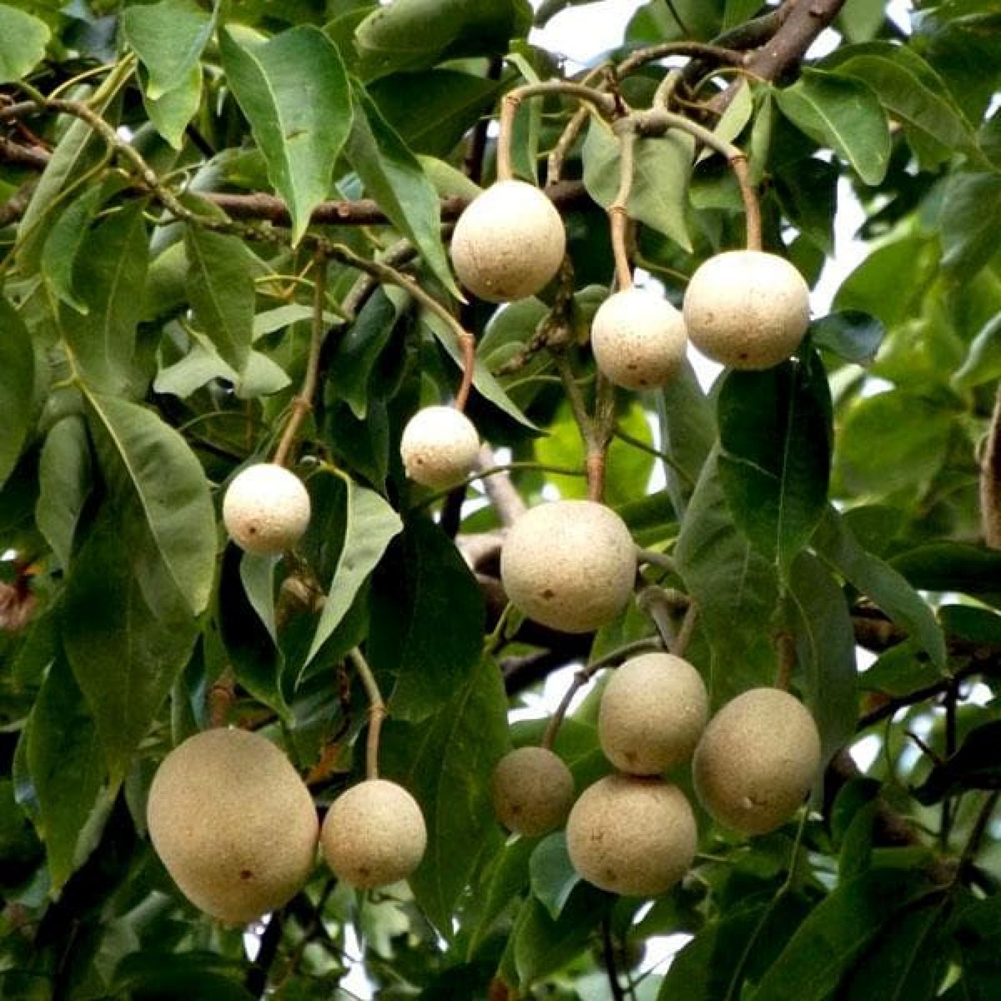 Sacred Barna Tree Varun Plant