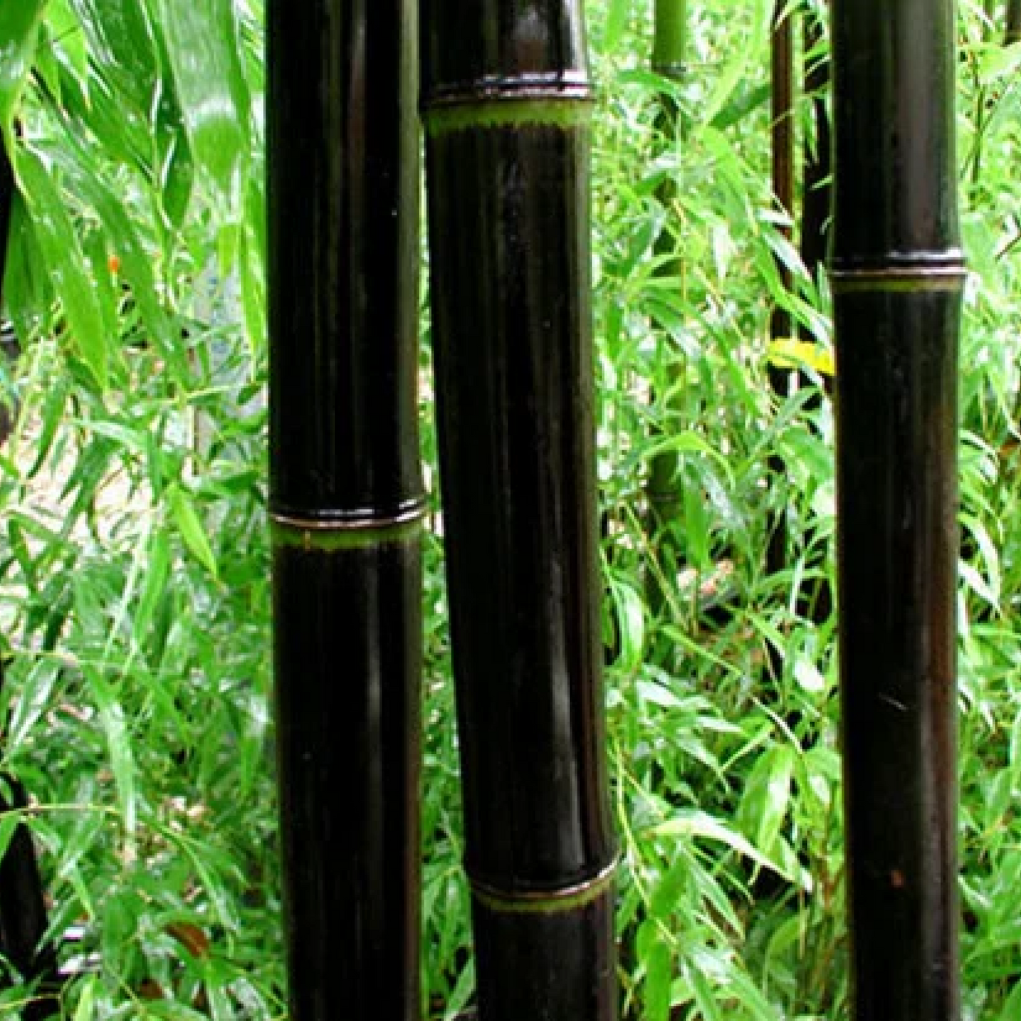Phyllostachys Nigra Black Bamboo Plant
