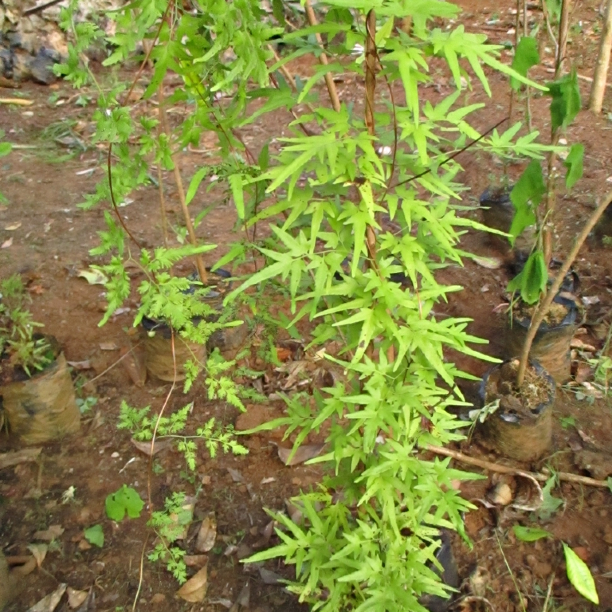 Lygodium japonicum Plant