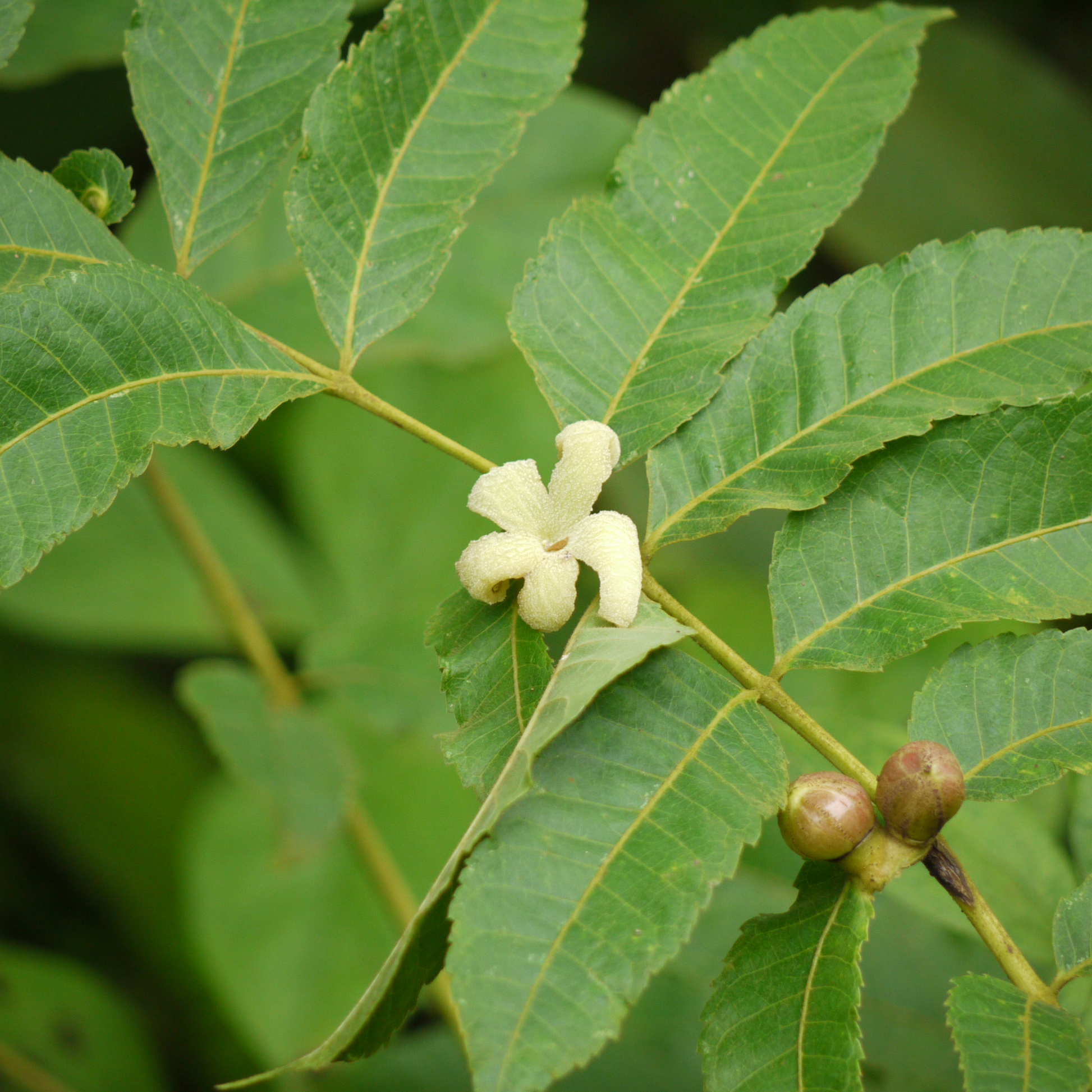 Garuga Pinnata Plant