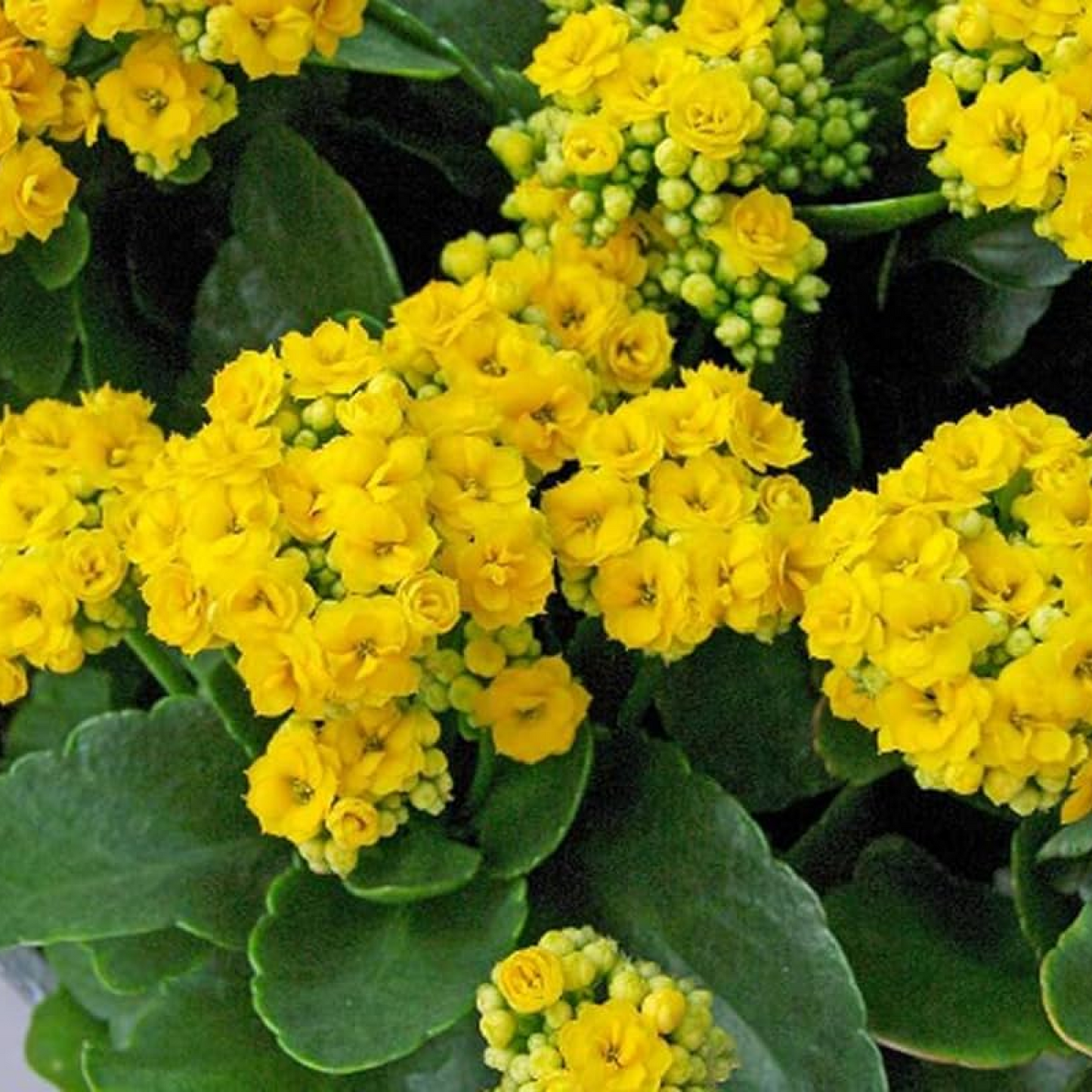 Kalanchoe (Yellow) - Plant