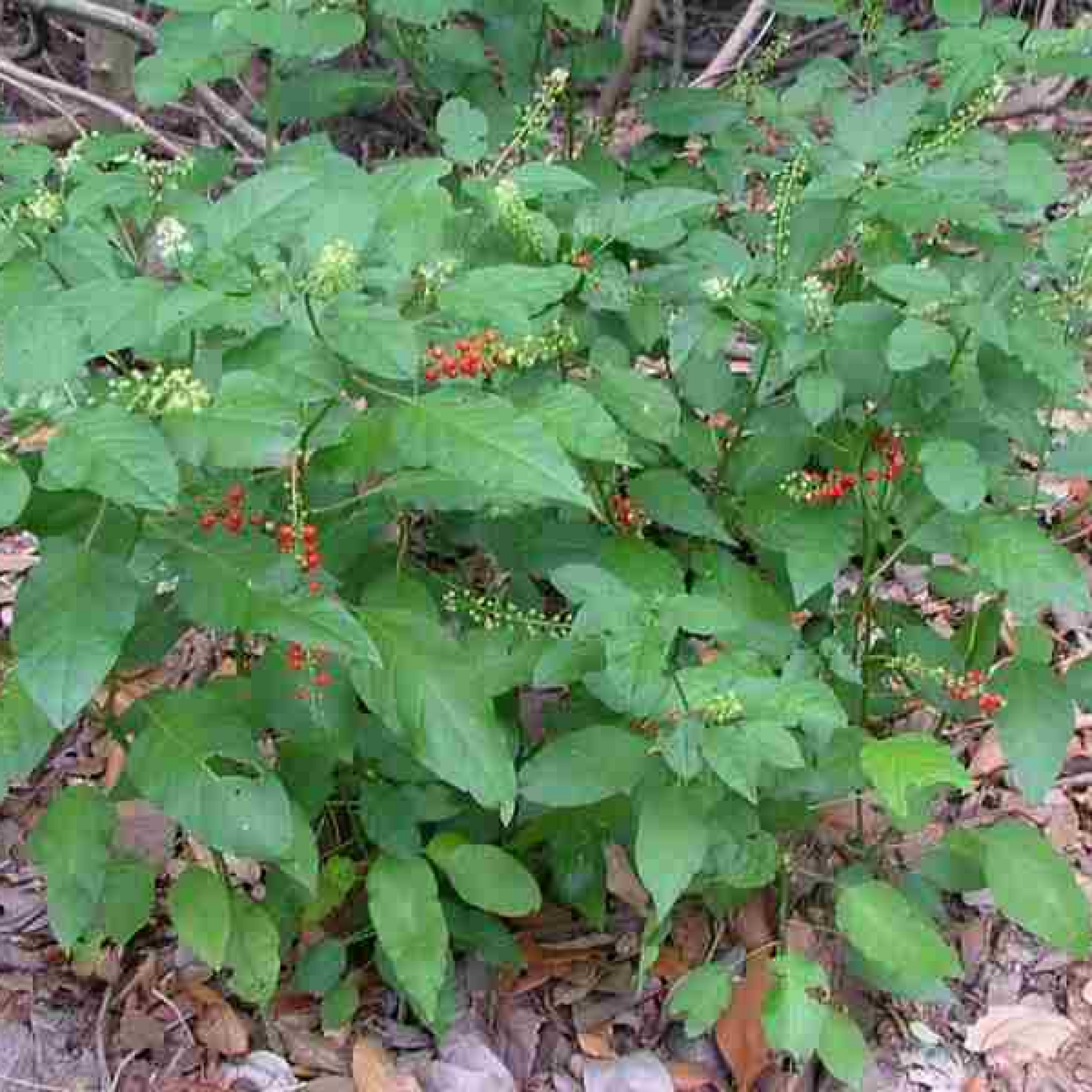Rivina humilis Plant