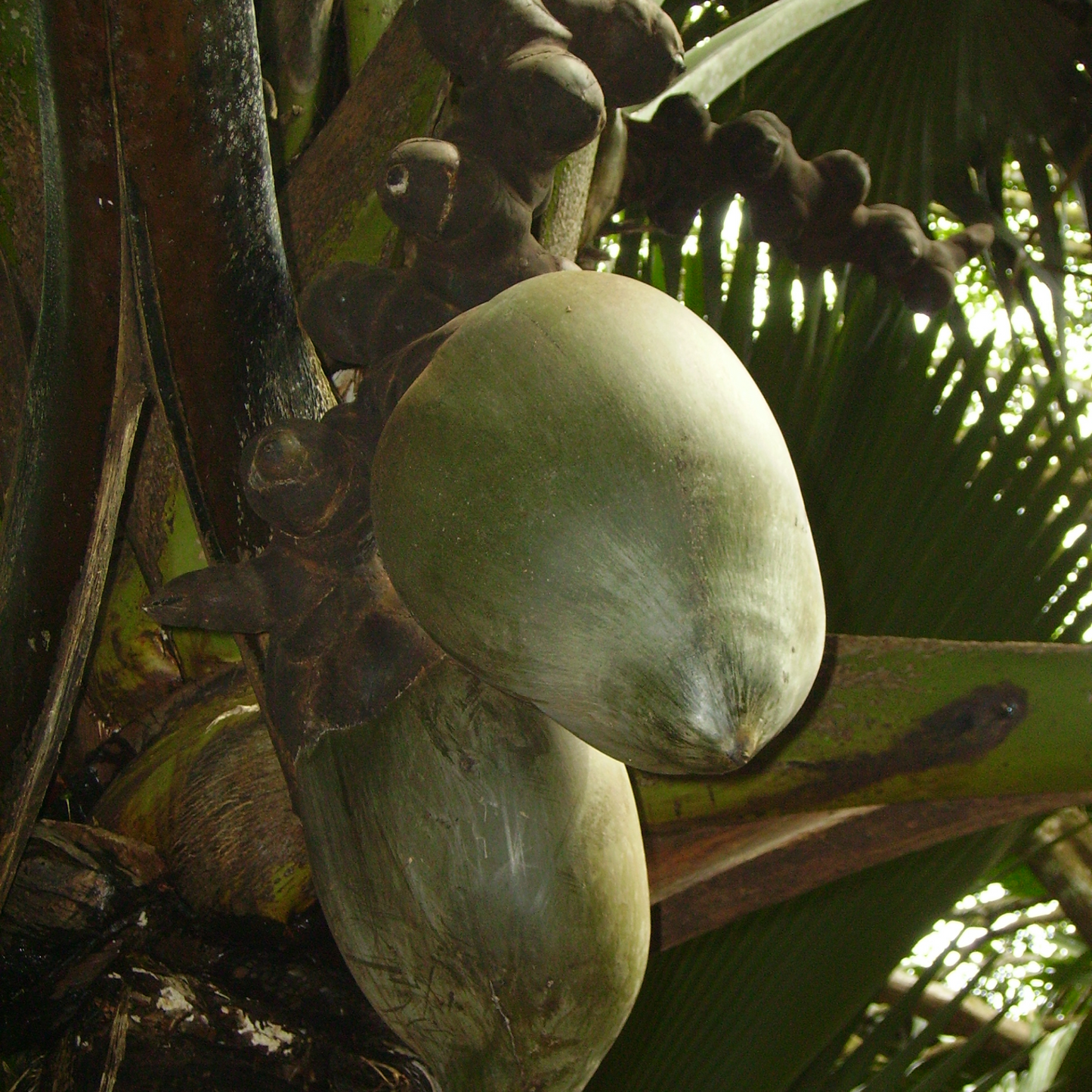 Lodoicea maldivica Plant