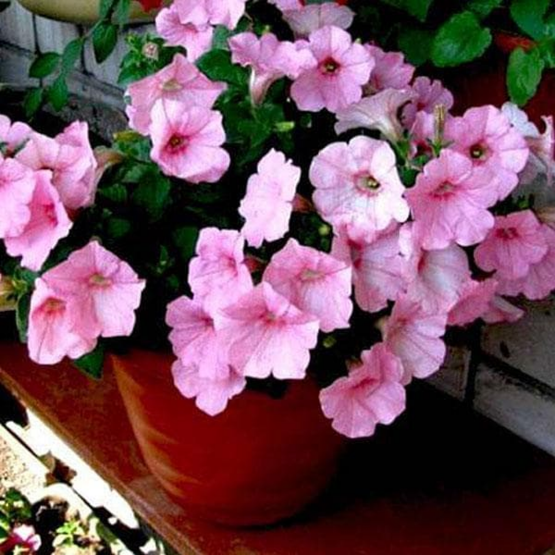 Petunia (Baby Pink) Plant