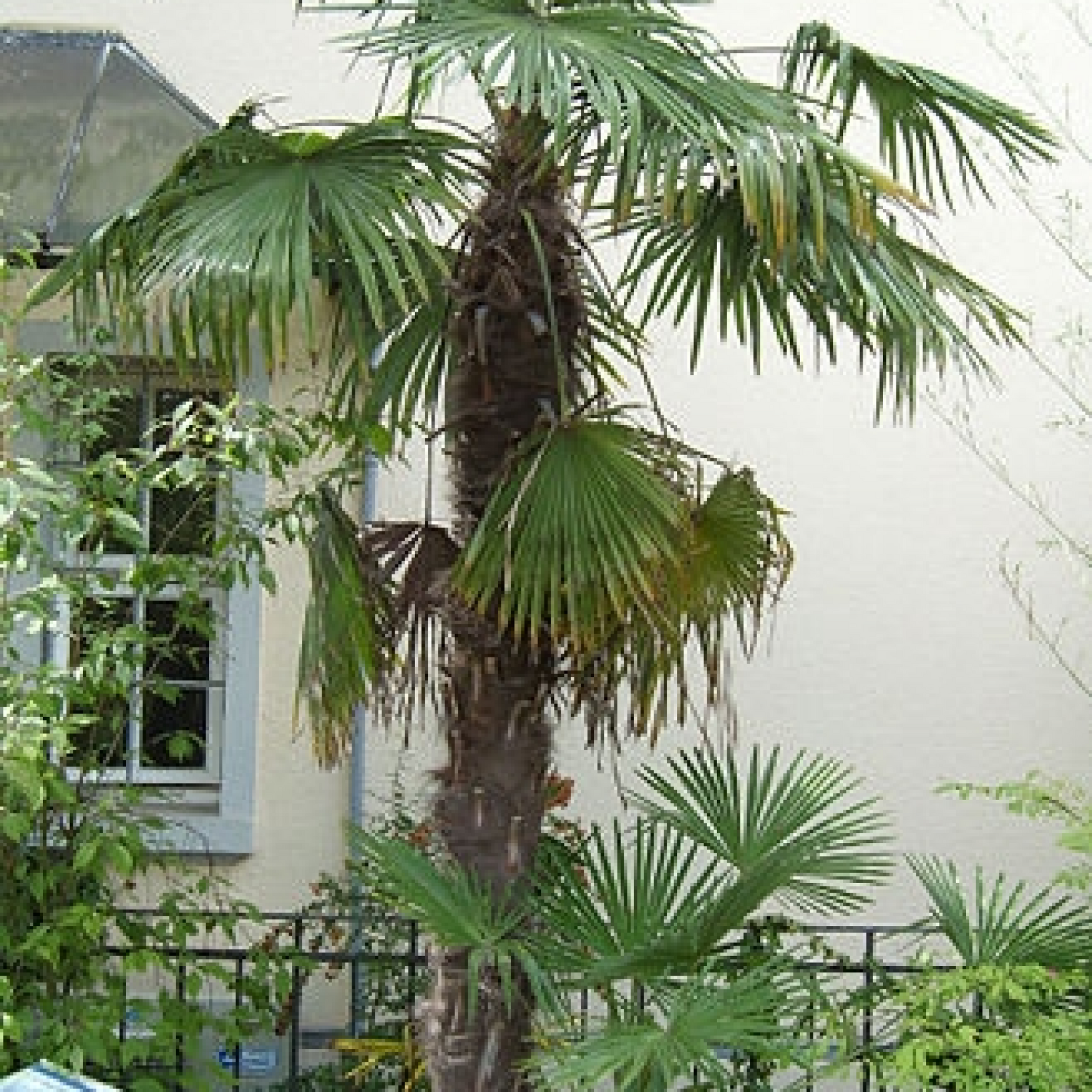 Trachycarpus fortunei Plant 