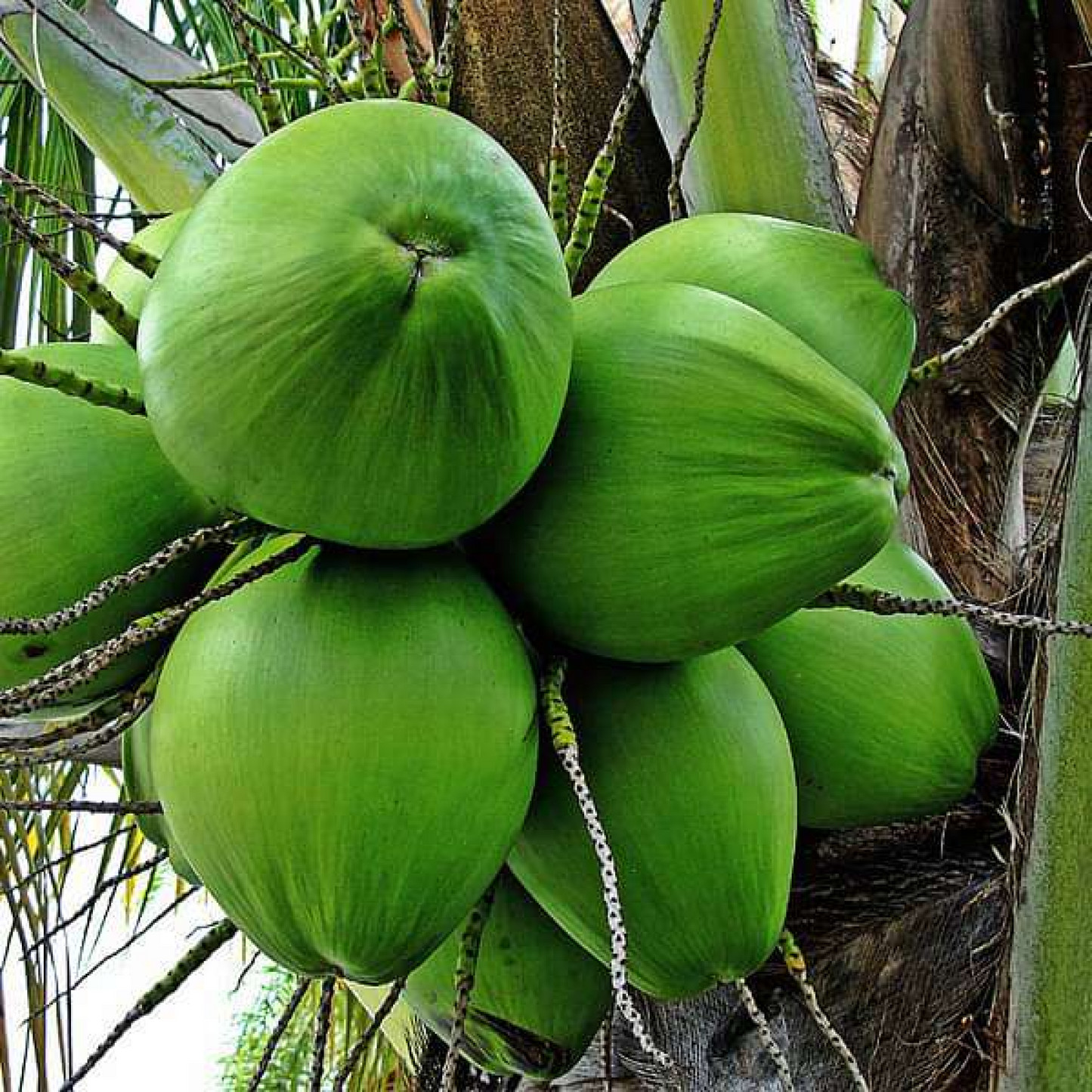 Tree of Kerala, Coconut - Plant