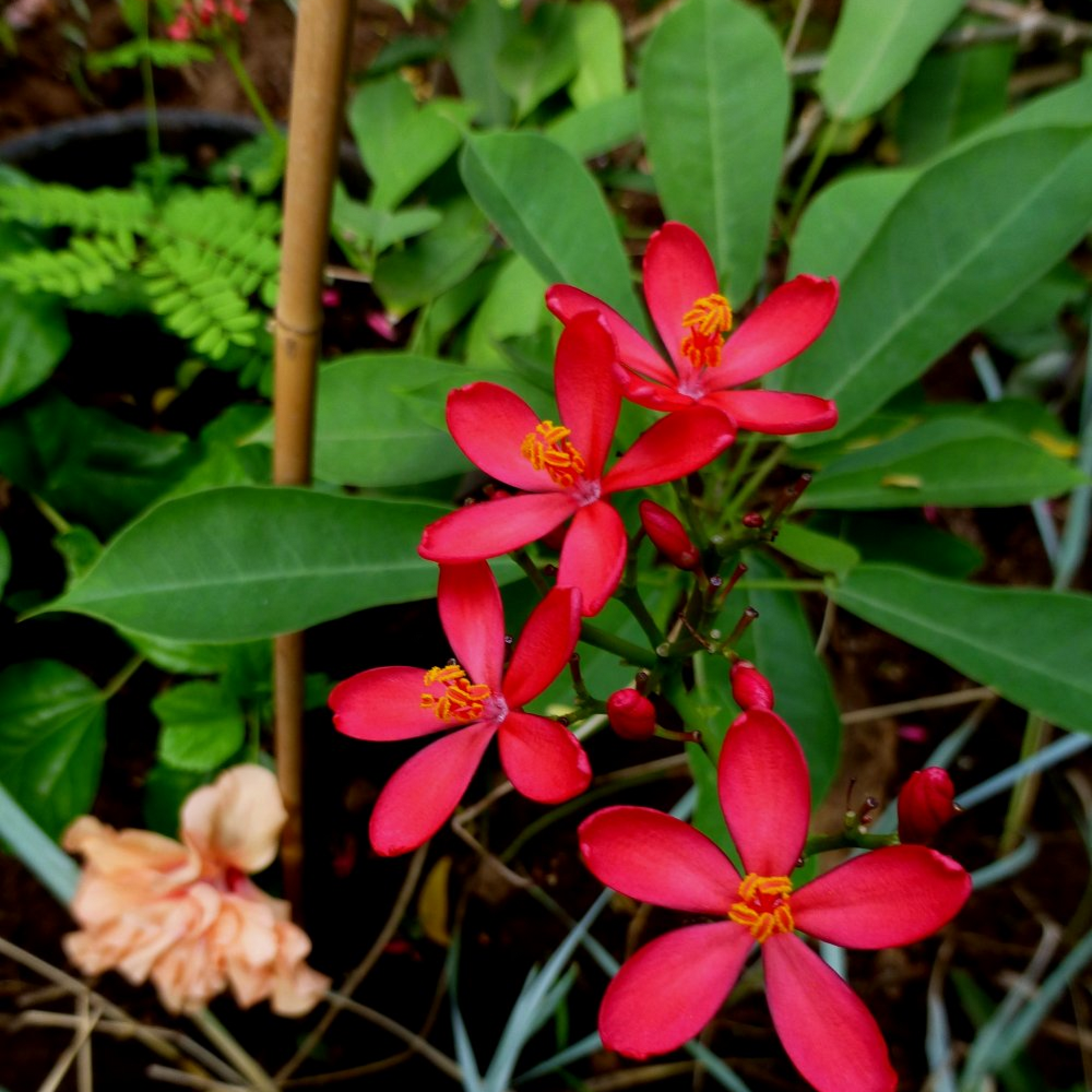 Jatropha pandurifolia Plant