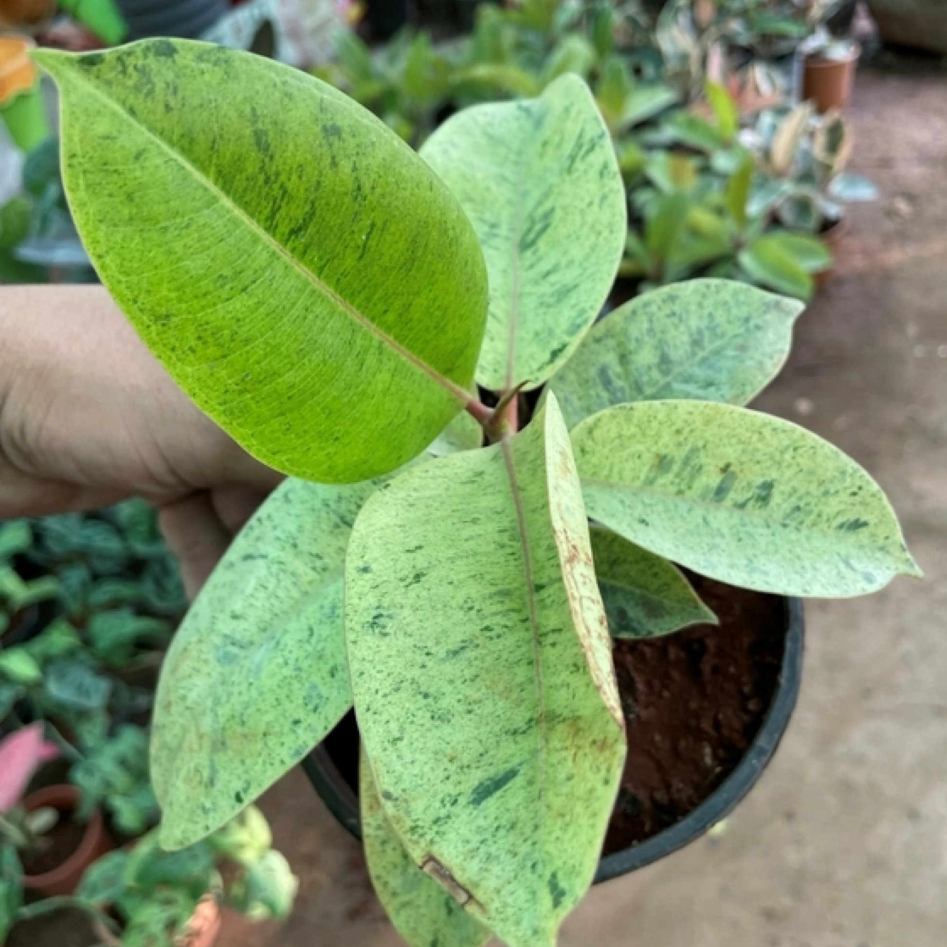 Rubber Tree Rubber Ficus (Shivereana) Plant