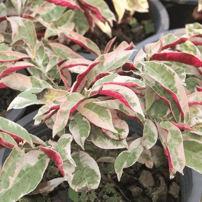 Excoecaria Variegated Croton Plant