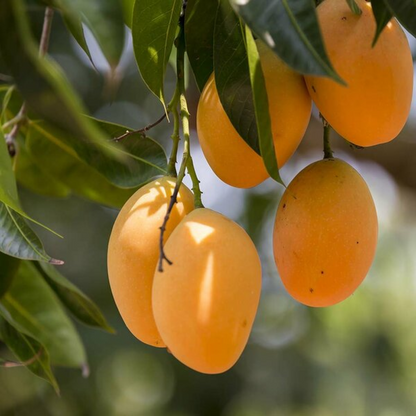 Mango Tree (Alphonso, Grafted) - Plant
