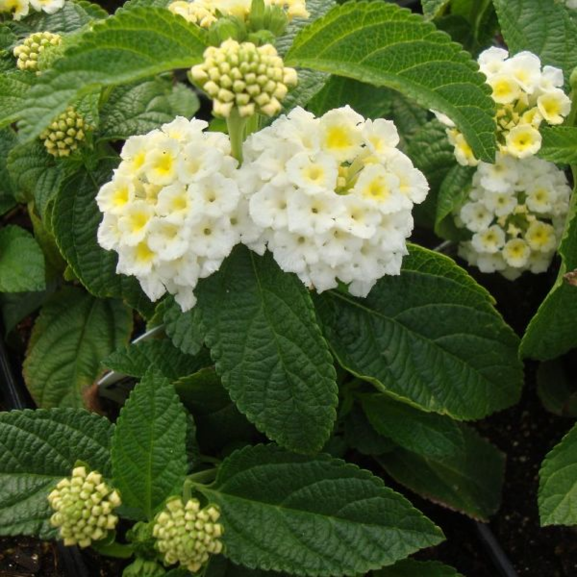 Lantana camara (White) Plant