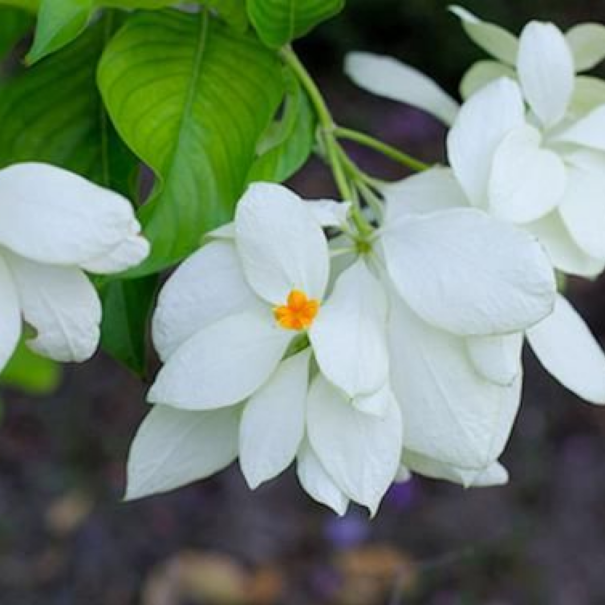 Mussaenda (White) Plant