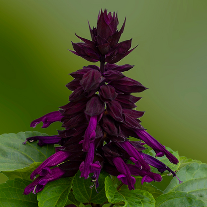 Salvia Splendens (Purple) Plant