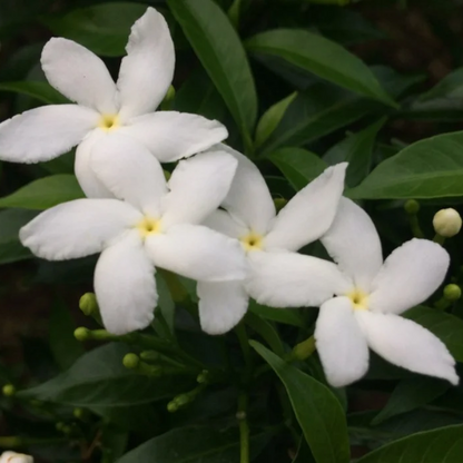 Jasminum grandiflorum Plant