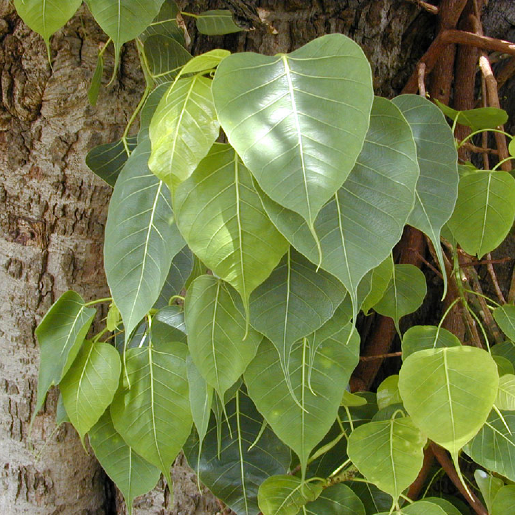 Ficus Religiosa Plant