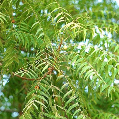 Neem Tree Azadirachta indica Plant