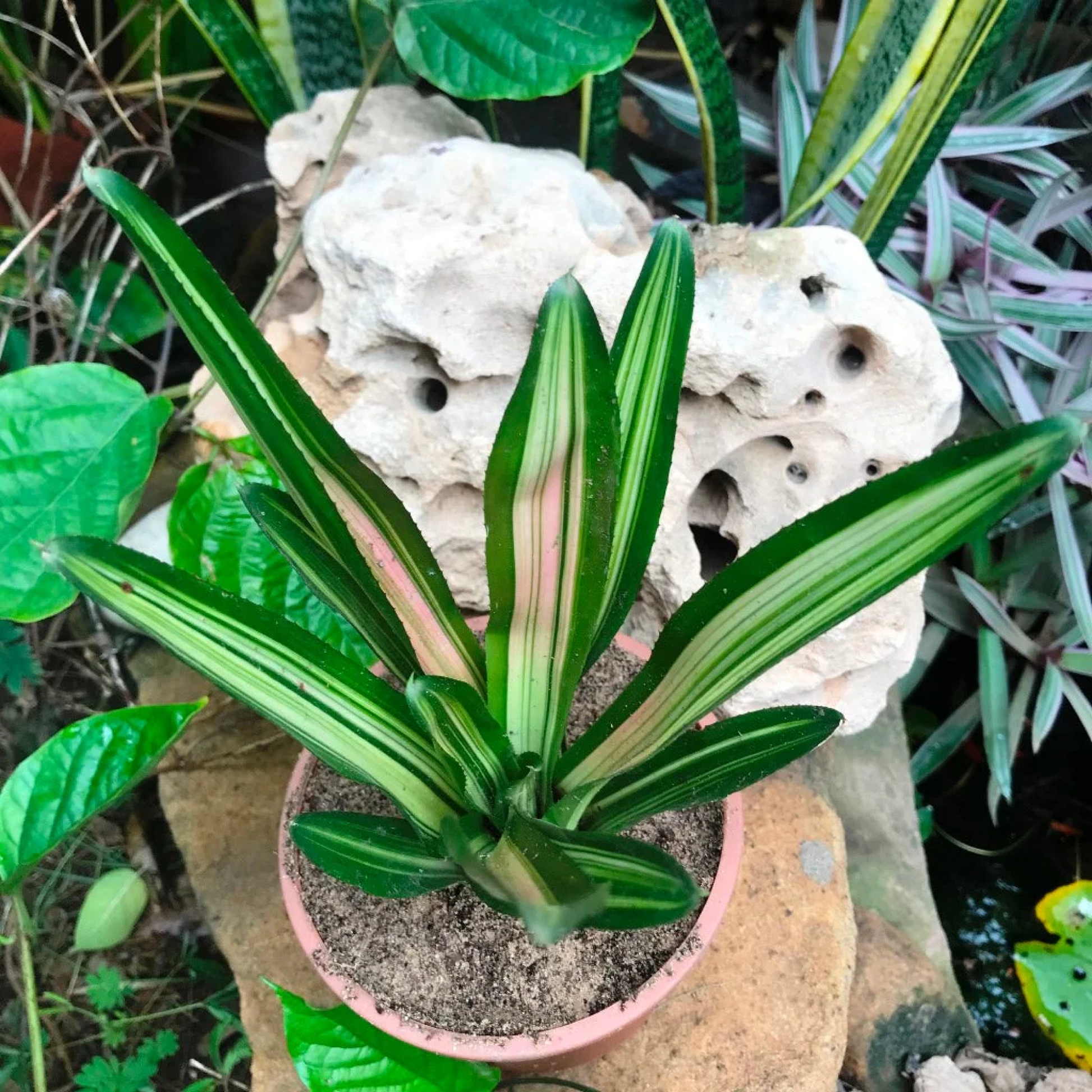 Neoregelia tricolor Plant