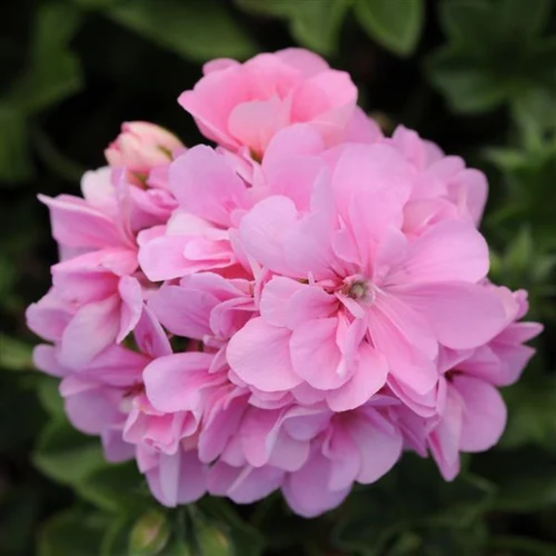 Geranium Ivy, Geranium (Baby Pink) Plant