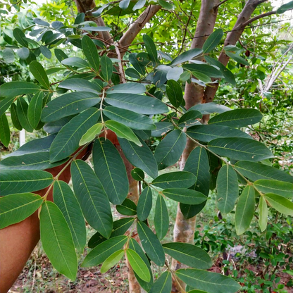 Terminalia Arjuna Arjun Plant