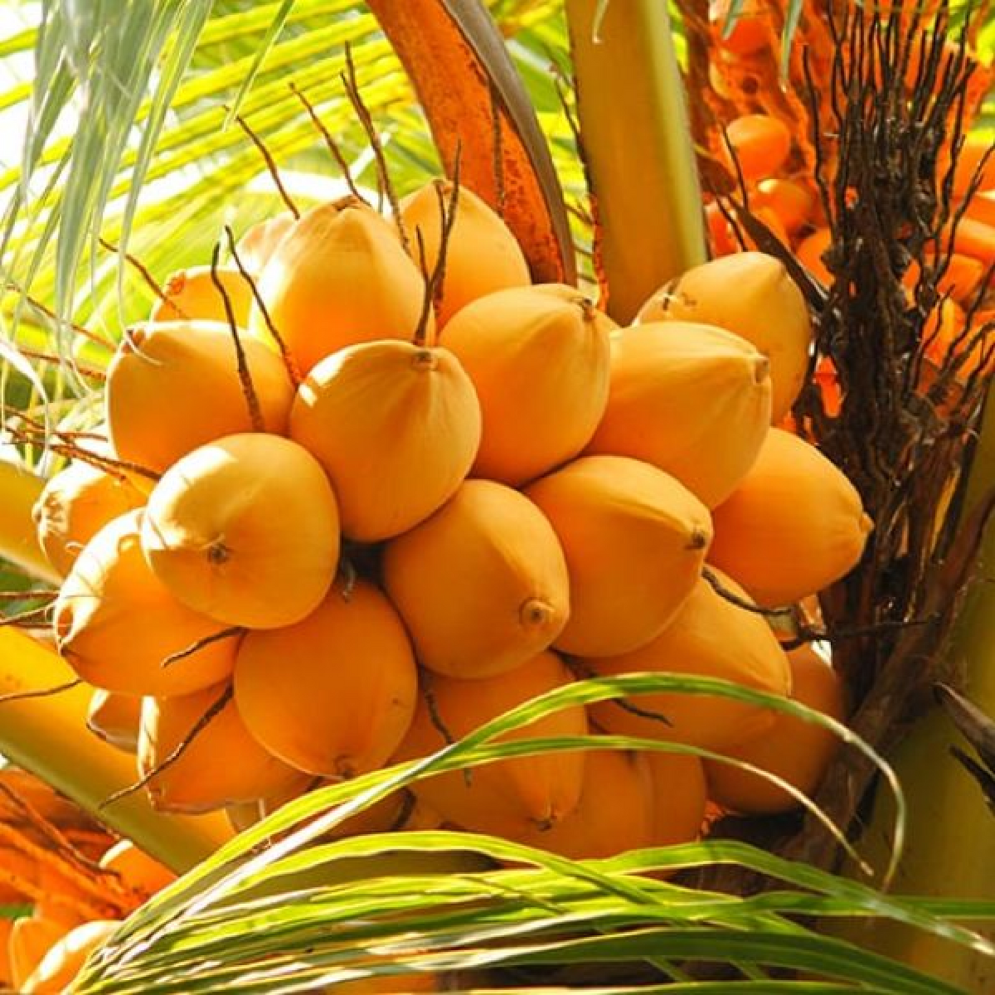 Nariyal Coconut Tree (Golden) Plant