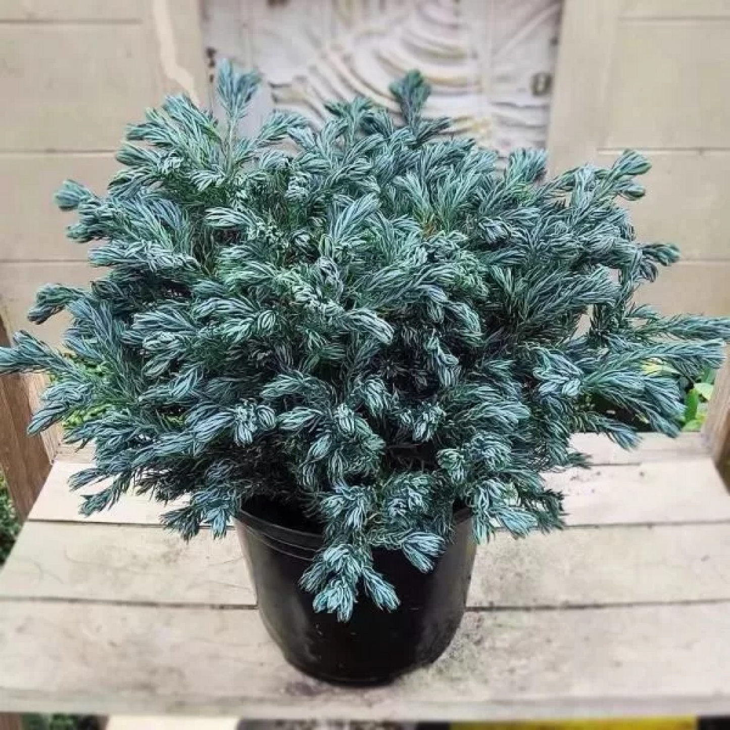 Silver Cypress Chamaecyparis pisifera Plant