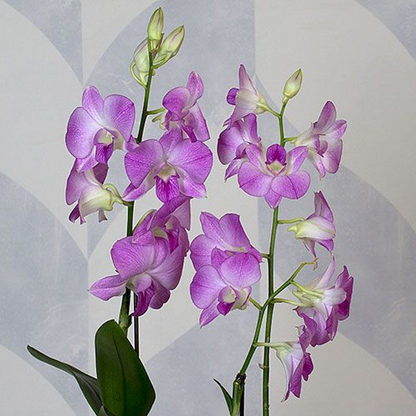 Pack of 2 Dendrobium Orchid