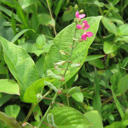 Pseudarthria viscida Plant