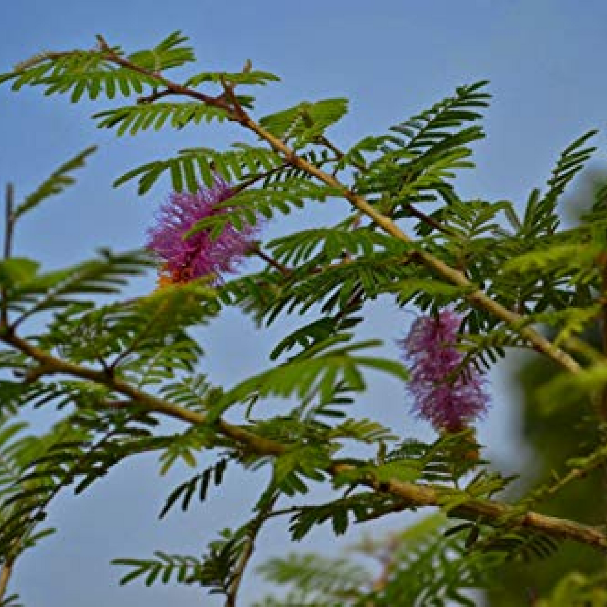 Shami Tree of Dhanishta Nakshatra Plant