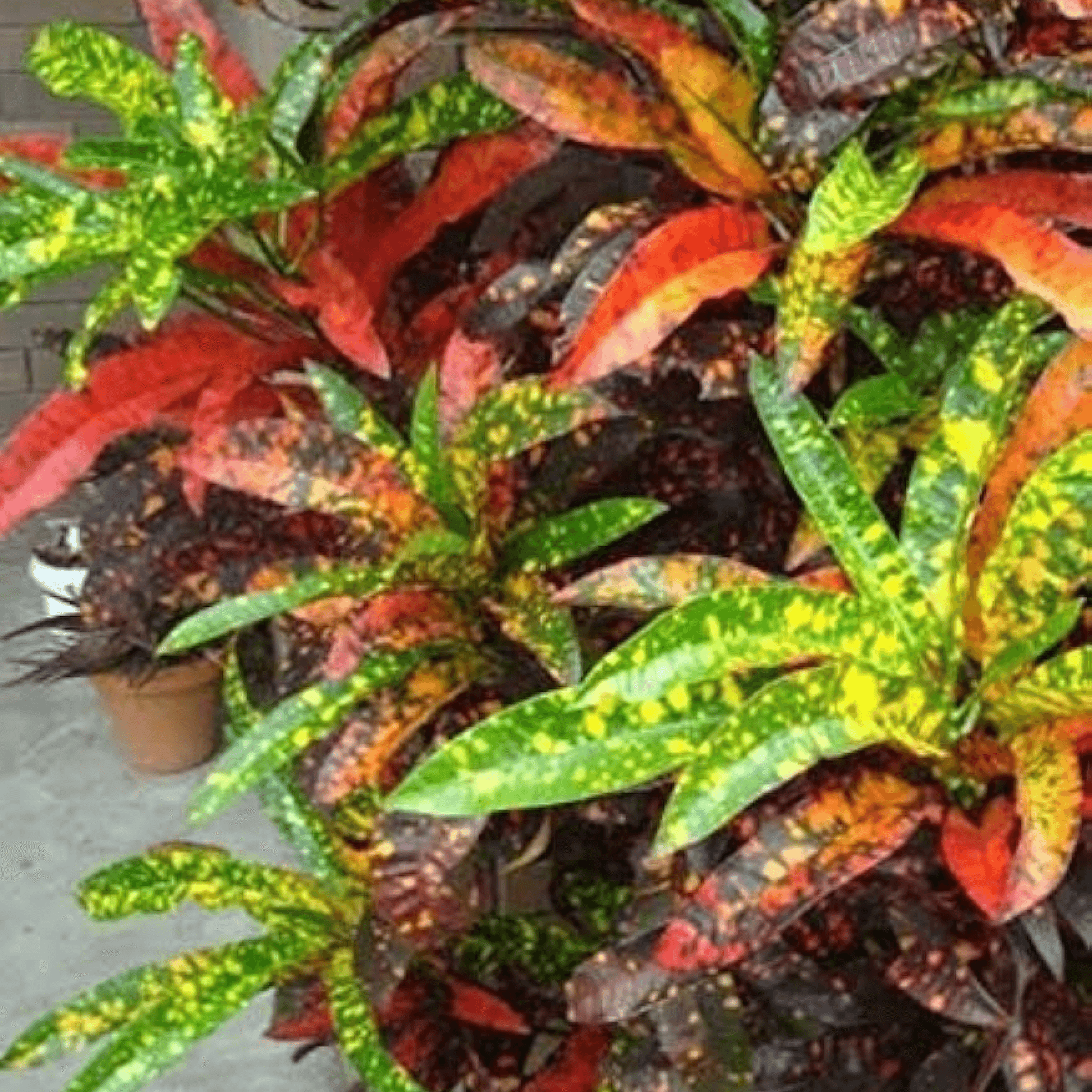 Croton Codiaeum variegatum (Captain Kidd) plant