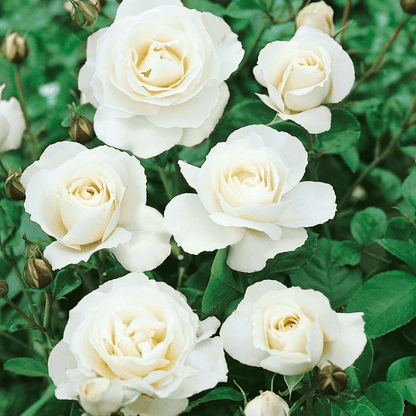 English Rose (White) Plant