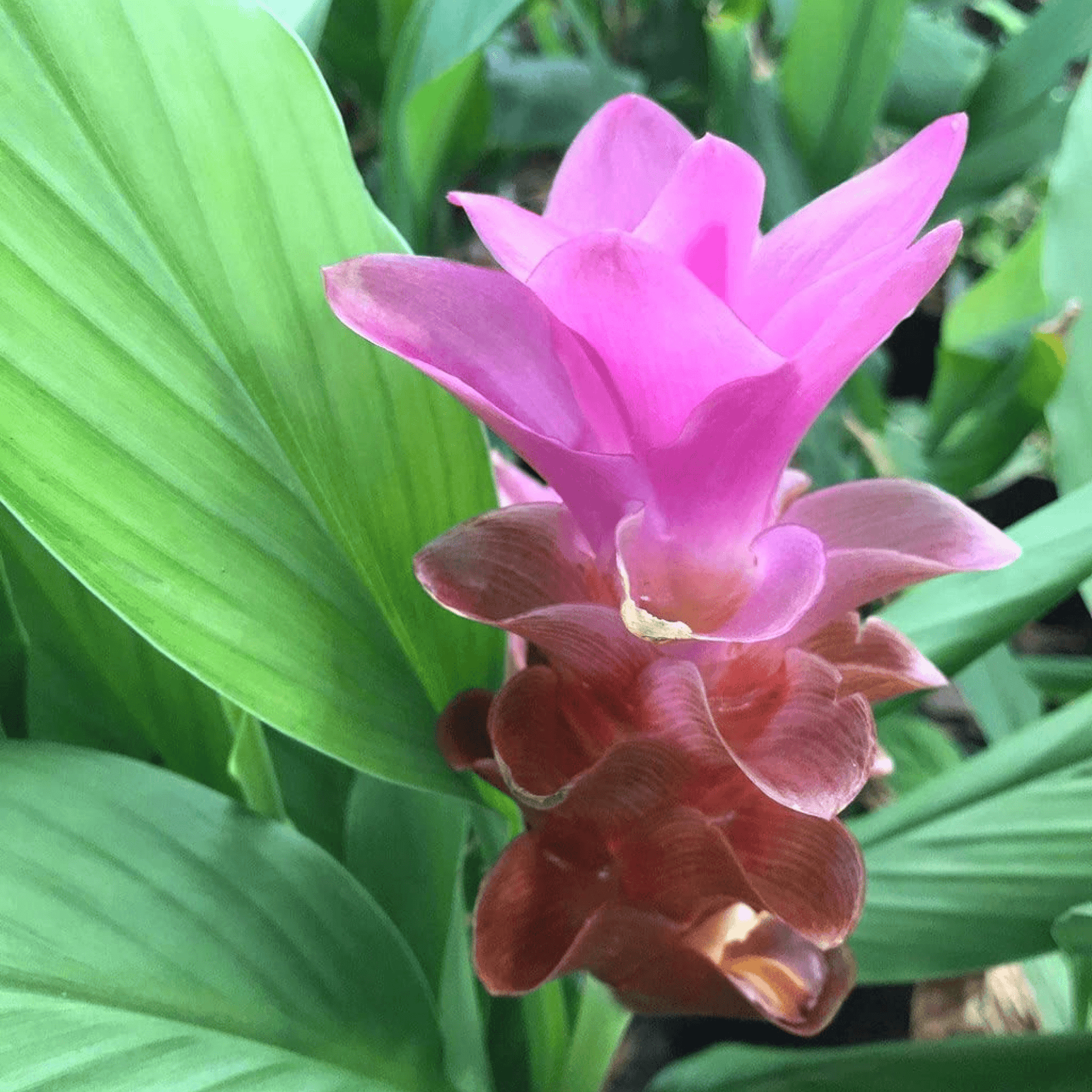 Curcuma amada Plant