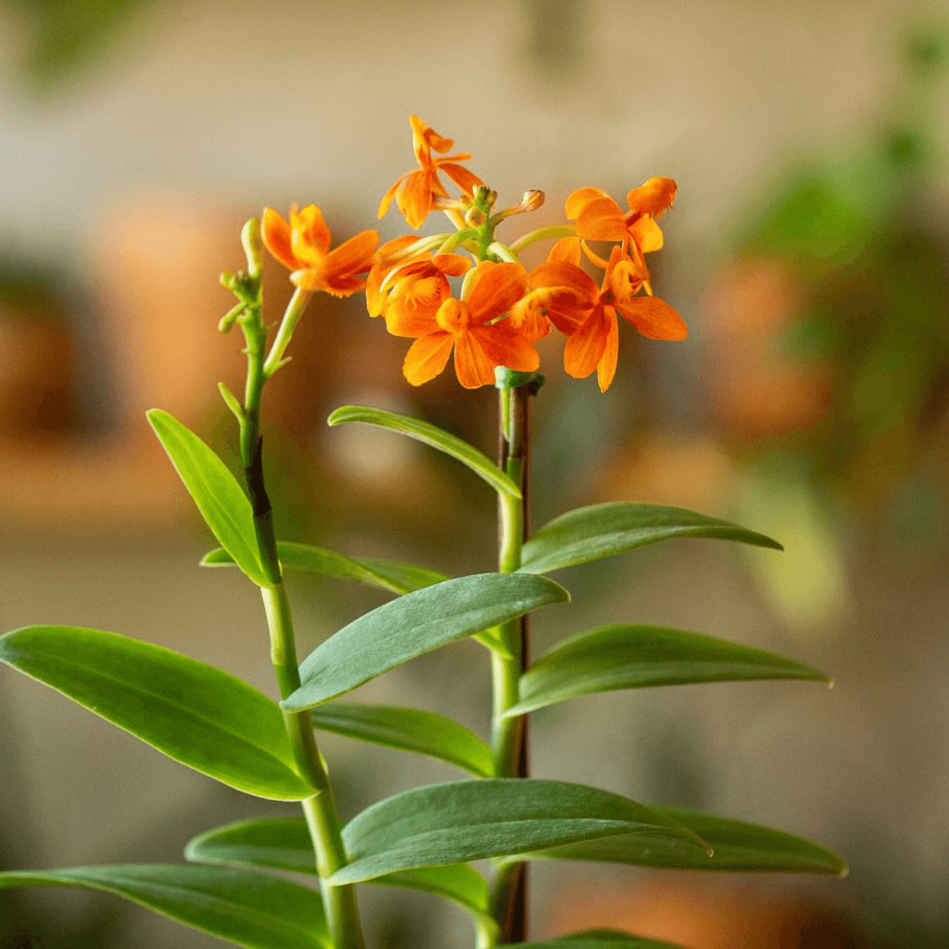 Epidendrum radicans Plant