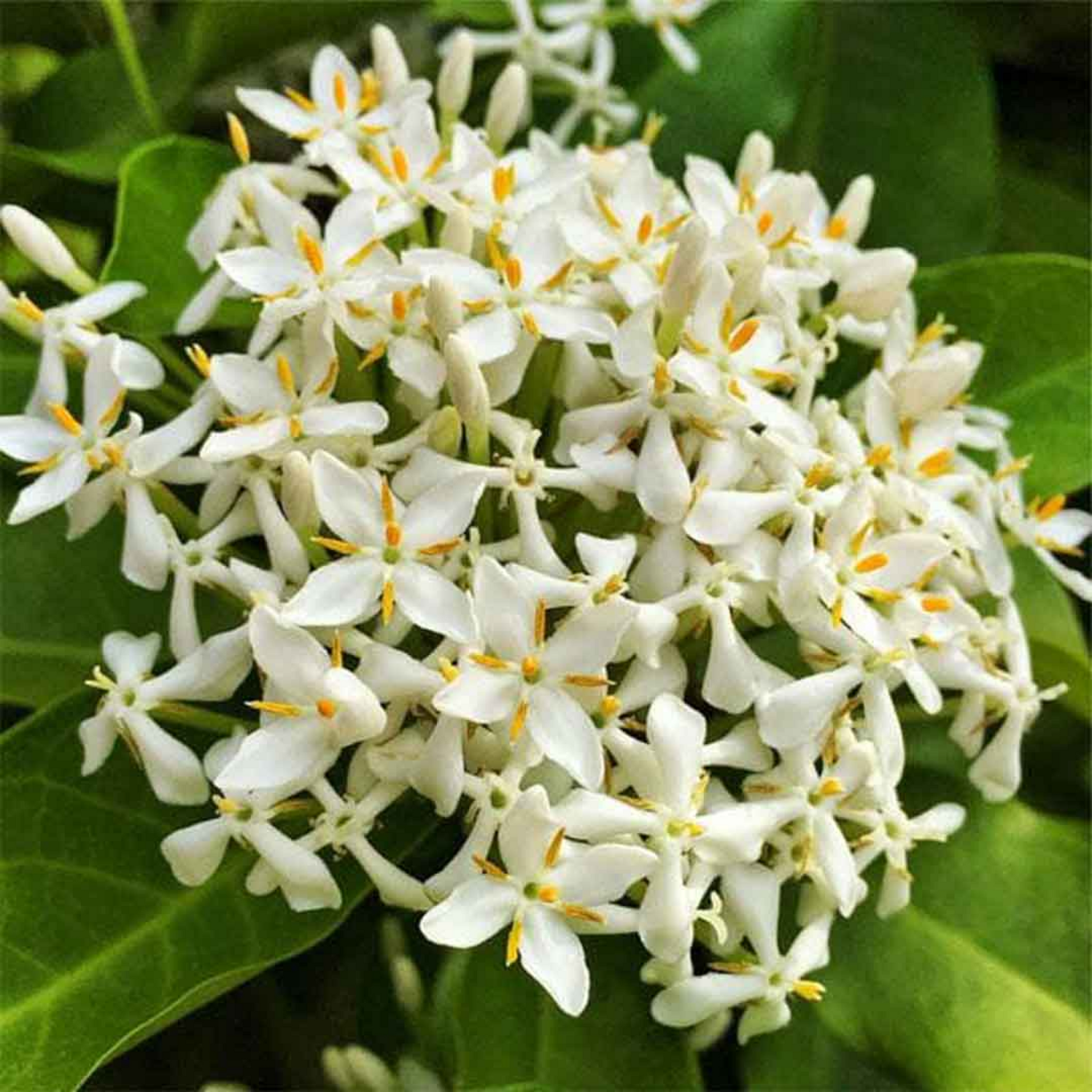 Ixora Long Singapuri Ixora (White) Plant