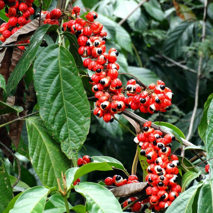 Guarana Plant