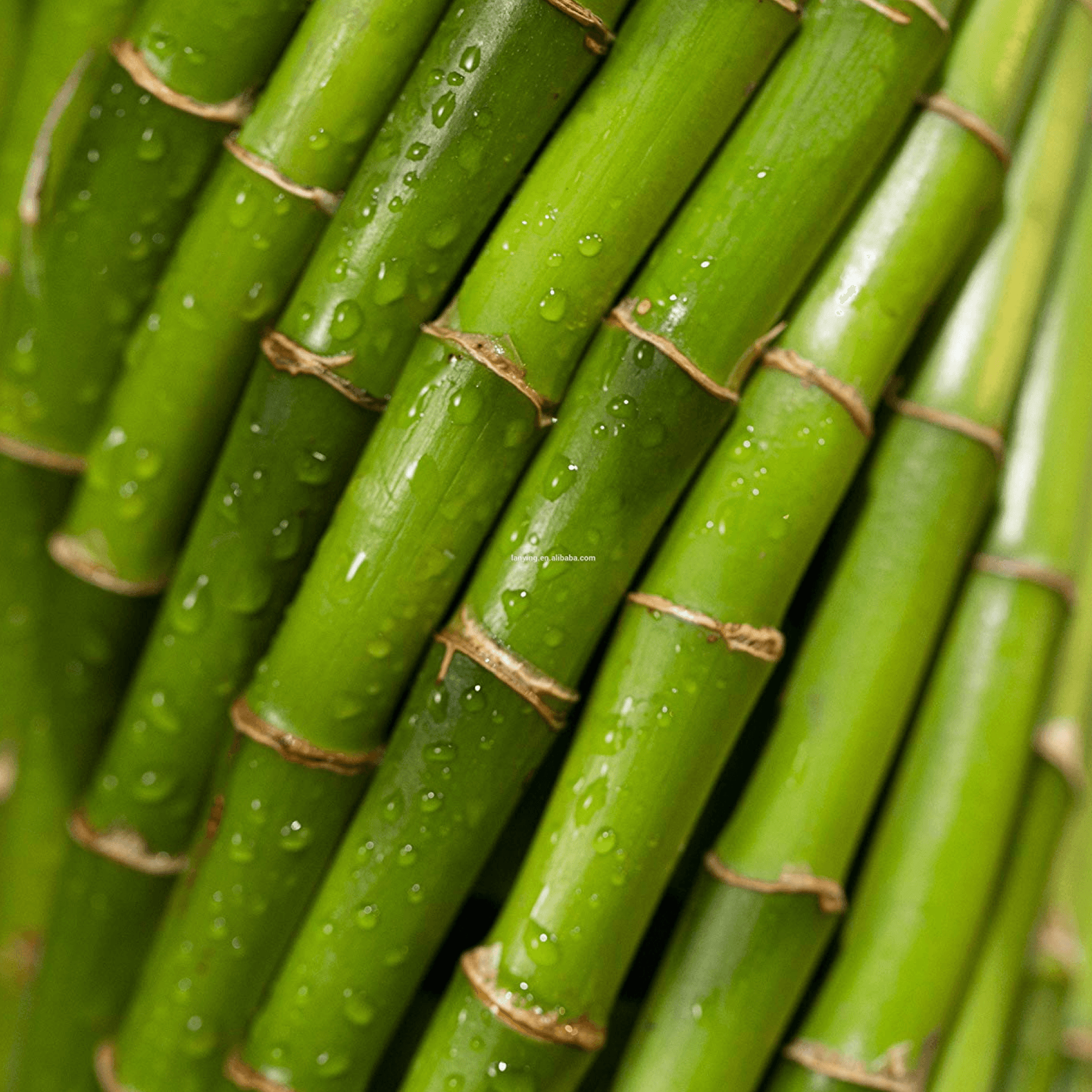 Fengshui Bamboo in a Bowl with Pebbles