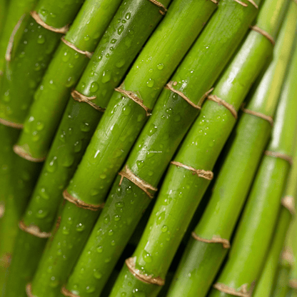 Fengshui Bamboo in a Bowl with Pebbles