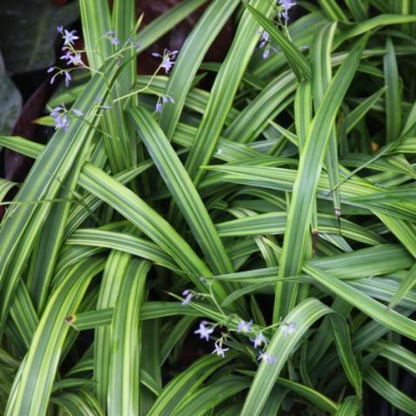 Dianella tasmanica aurea Plant