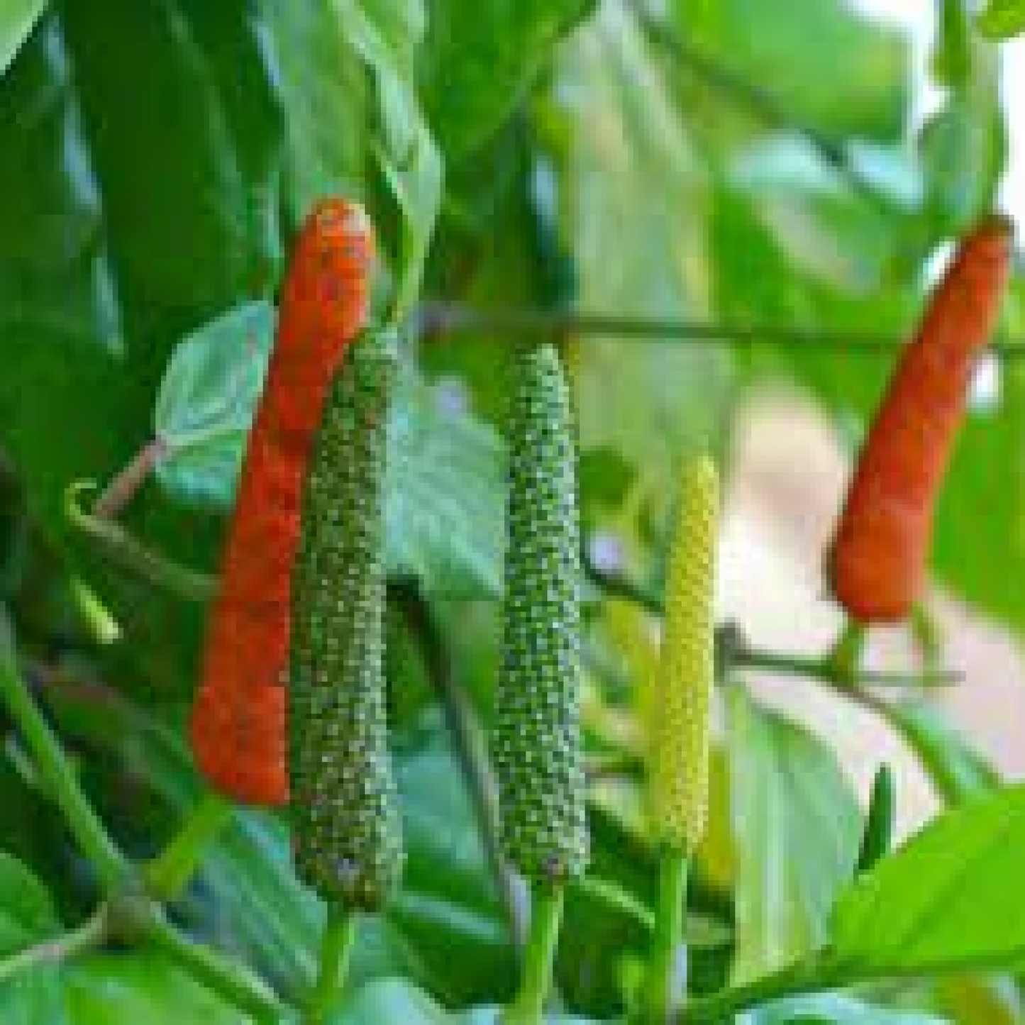 Peeper longum Plant