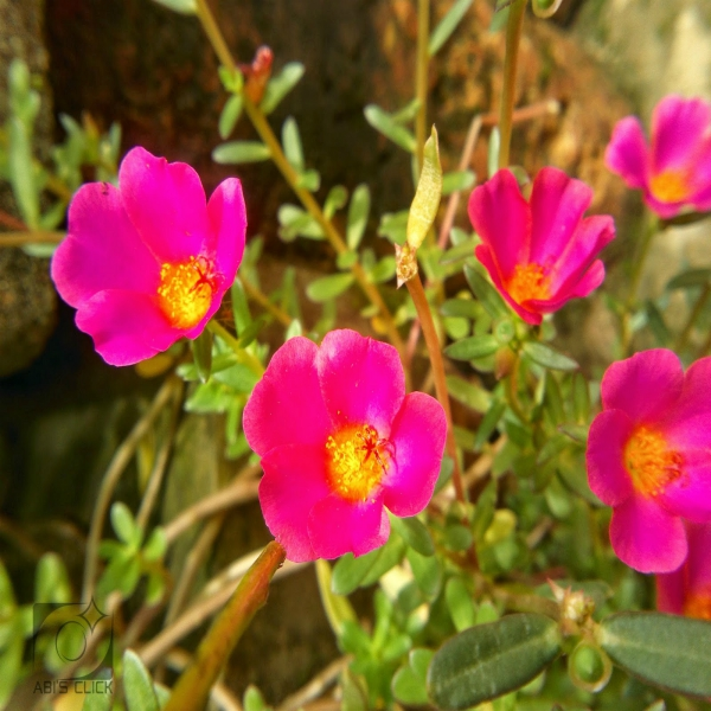 Portulaca, 10 O Clock (Pink) - Plant