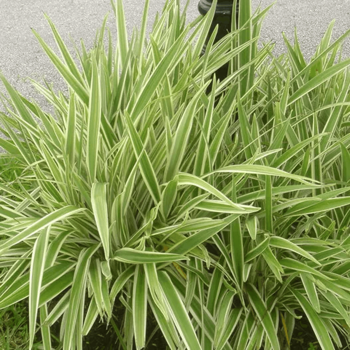 Dianella tasmanica variegata Plant