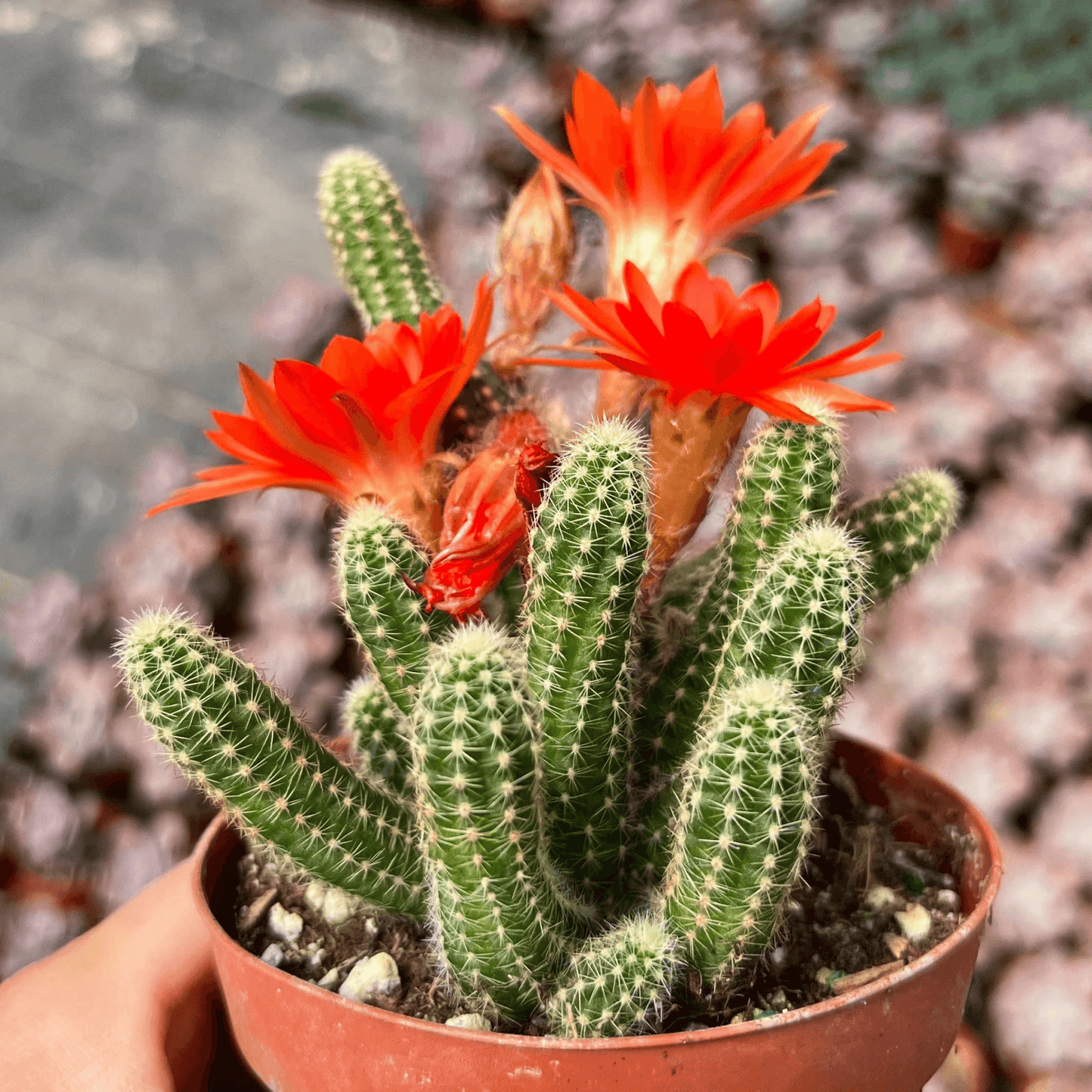 Echinopsis chamaecereus Cactus Plant