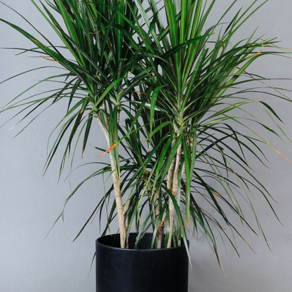 Marginata (Dracaena marginata) Plant