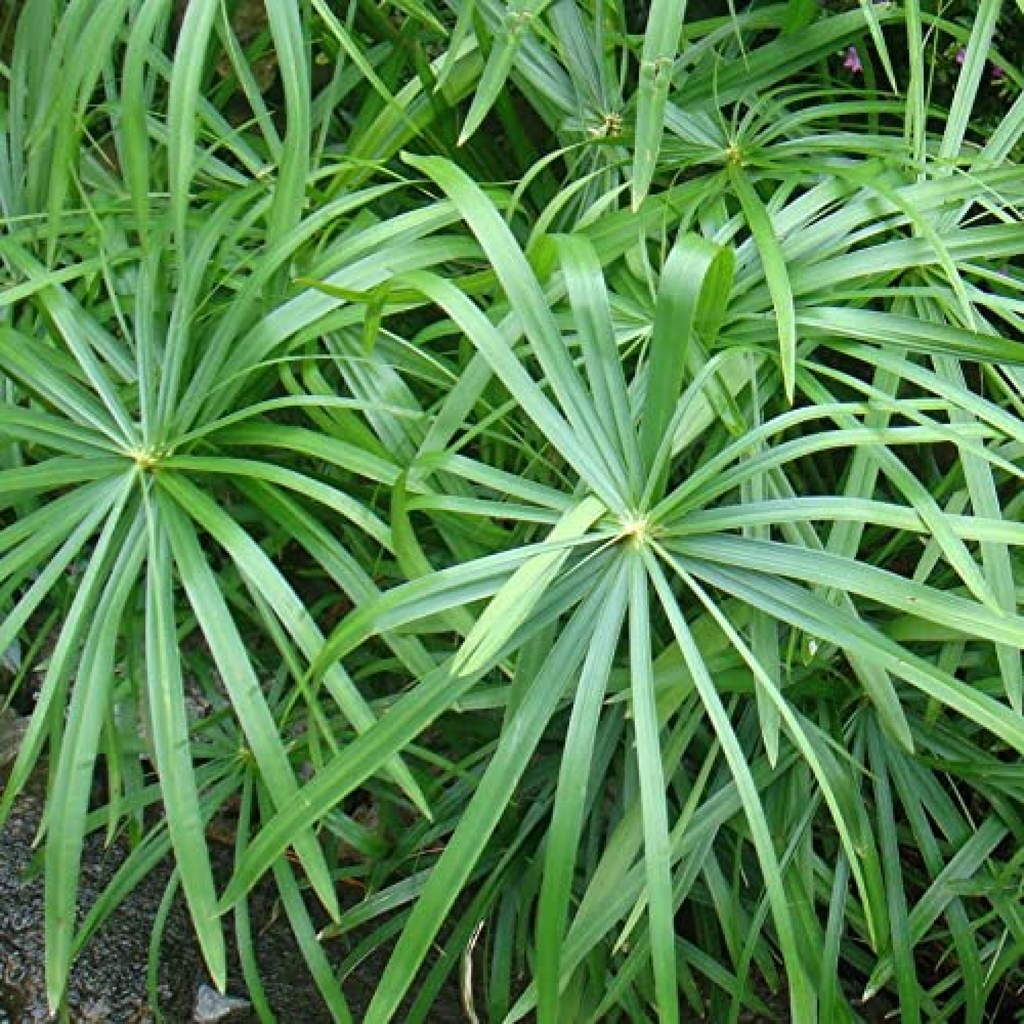 Papyrus Grass Umbrella Sedge Plant