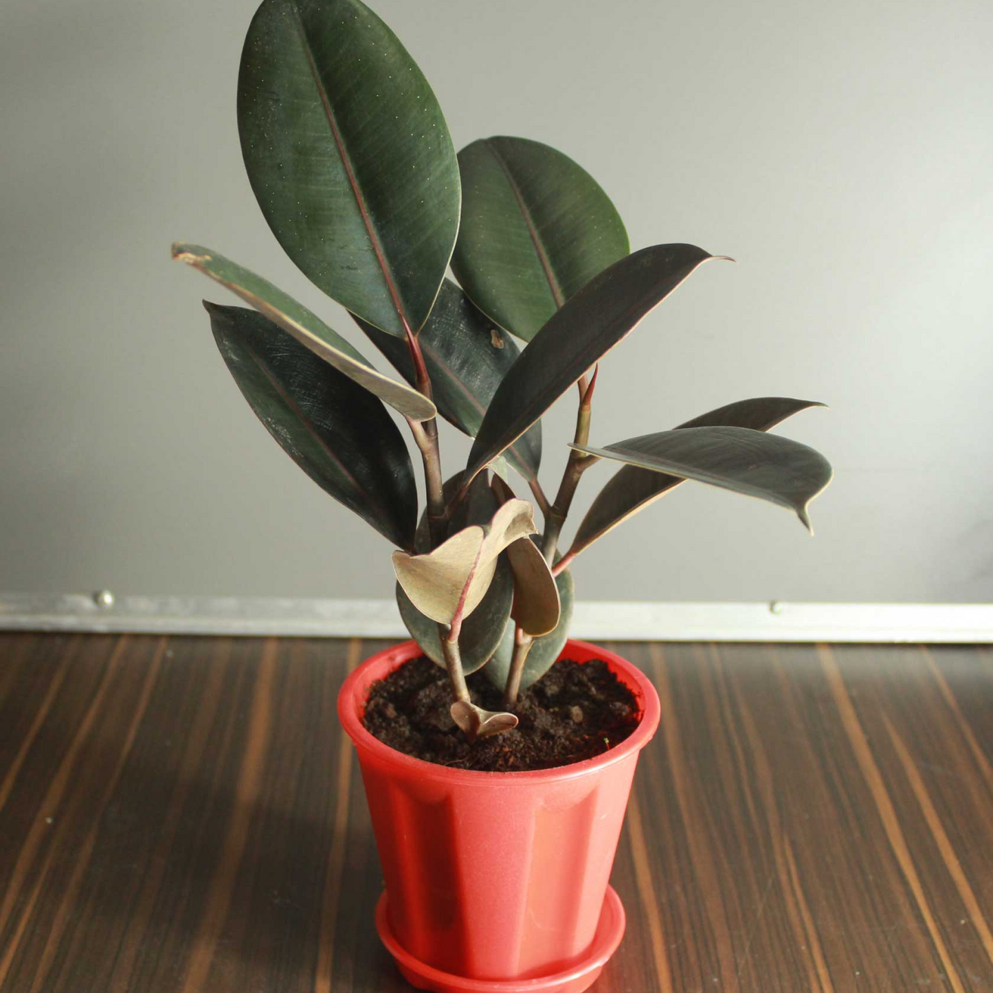 Rubber Tree Rubber Ficus (Small) Plant