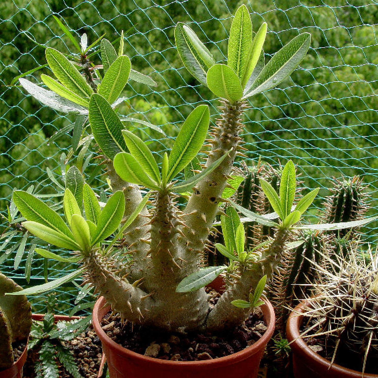 Pachypodium densiflorum Plant