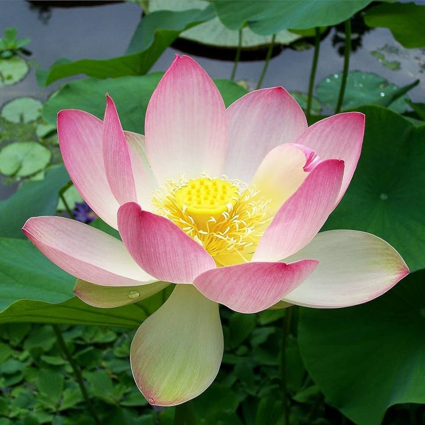Lotus Nelumbo Nucifera (Pink) Plant
